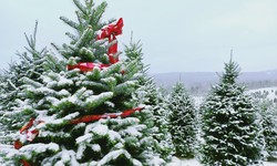 What Was The Story Behind Christmas Trees?