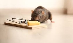 The Top 5 Reasons You Need a Professional Rodent Control Service in Toronto