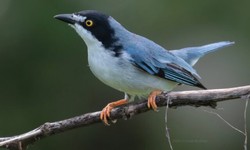 Bird Photography Holidays: Plan Your Trip to Peru