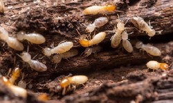 Get The Best Services For Termite Pest Control In Nerul!