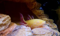 The top 5 causes of fish disappearing from a tank