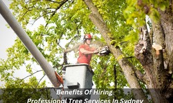 Benefits Of Hiring Professional Tree Services In Sydney