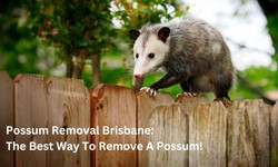 What You Need To Know About Wasp Control Brisbane Before Handling Wasps Yourself?