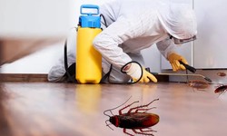 The Benefits of Cockroach Control Services in Toronto