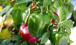 Information Related to Capsicum Farming in India - Overview