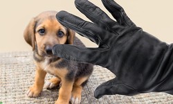 5 Things to Do When You Suspect a Pet Theft