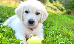 Tips to Care for Cream Golden Retriever Puppies