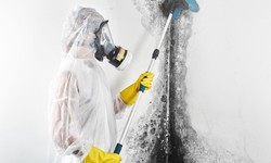 Mold Inspector: How to Clean Black Mold