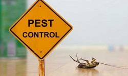 The Benefits of Professional Pest Control Services in Toronto