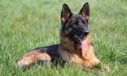 How do I choose the right breed of protection dogs?
