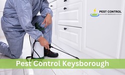 8 Effective Pest Control Tips To Keep Unwanted Guests Out Of Your Home