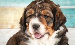 What makes the Bernedoodle special?