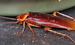 Professional and Safe Control of Roaches and Bugs in Toronto