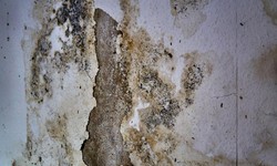 Why Black Mold is Dangerous and How to Eliminate it with the Help of a Professional Mold Inspector