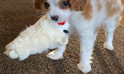 A Guide To Teacup Cavalier King Charles Spaniel: Everything You Need To Know