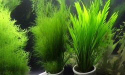 Adding Plants to Your Aquarium 