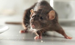 Don’t Let Invasive Rodents Take Over Your Home: Professional Rodents Control Services in Toronto