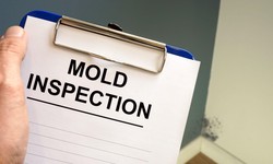 Should You Test for Black Mold Yourself or Hire a Professional Mold Inspector?