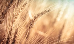 Indian Wheat - A Journey from Planting to Harvesting