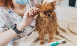 The Importance Of Pet Grooming