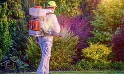 How to Remove Pests from Your Home