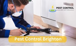 Pest Control: Tips For Keepin' Your Home And Business Free From Bugs