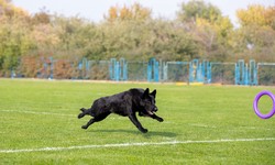 Tips to Find the Best Dog Boarding Facility