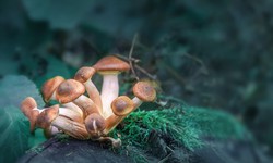 Benefits of Using Psilocybin Mushrooms For Pain