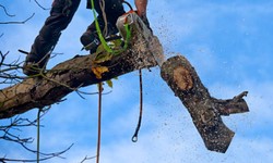 Amazing Benefits Of Getting Your Tree Lopped