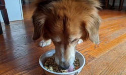 How to buy the perfect dog food online