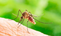 Do You Know About The Mosquito Pest Control