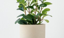 The Jade Plant: A Stunning Addition to Any Indoor Space
