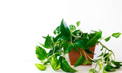The Golden Money Plant: A Guide to Growing and Caring for this Low-Maintenance Beauty