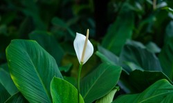 Bringing Peace and Tranquility to Your Home with the Peace Lily Plant