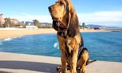 The Importance of Socialization for Bloodhound Puppies: How to Help Your Pup Grow into a Confident Adult