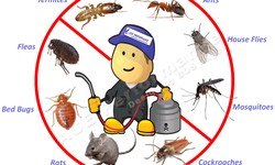 Finding Effective Cockroach Pest Control Services Near You