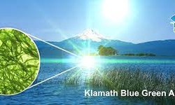 What are the potential side effects of Klamath blue green algae?