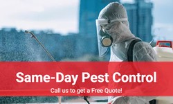 Why Only Choose Anytime Pest Control In South Yara?