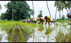Farming in India: Navigating Threats for a Successful Harvest