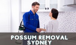 7 Reasons To Hire Possum Removal Experts In Sydney For Your Home!