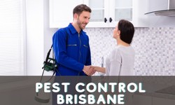 The Benefits Of Hiring Professional Pest Control Brisbane Services