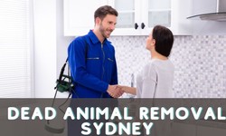 Pest Control In Sydney: The Benefits Of Leaving It To The Experts!
