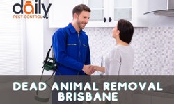 How To Remove Dead Animals Safely And Properly: 10 Tips From A Professional?