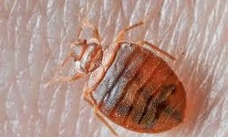 Treat Bed Bugs From The Effective Treatments In Airoli!