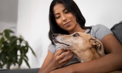 What does a dog insurance plan cover?