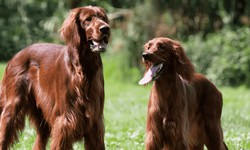 Choosing Your Perfect Large Dog Breeds: A Comprehensive Guide