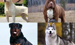 Dog Breeds That Can Easily Trainable