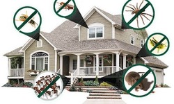 Get The Right Services Of Pest Control For Home In Panvel!