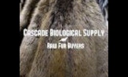 Select from the appropriate raw wild fur pelts Available
