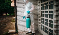How to Find and Remove Pests from Your Home